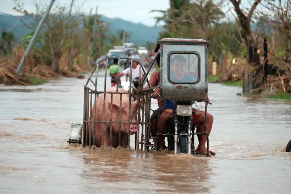 Một chiếc xe máy chở một con lợn băng qua con đường ngập lụt ở tỉnh Albay. Ảnh: AP