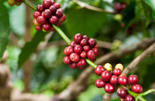 Giá cà phê Robusta tăng nhẹ đầu tuần