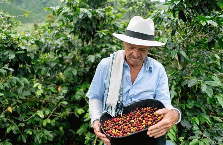 8 loại hạt cà phê ngon và được ưa chuộng nhất thế giới