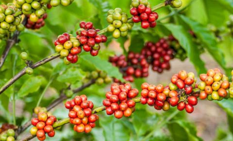 Giá cà phê thế giới tiếp tục tăng do sản lượng sụt giảm