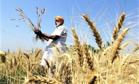 Bị áp thuế nhập khẩu 80,5% lên lúa mạch, Australia kiện Trung Quốc lên WTO