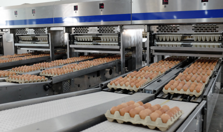 Tay ngang bước sang nông nghiệp, nhà sản xuất thép trở thành doanh nghiệp cung ứng trứng gà lớn nhất miền Bắc. Ảnh: HP
