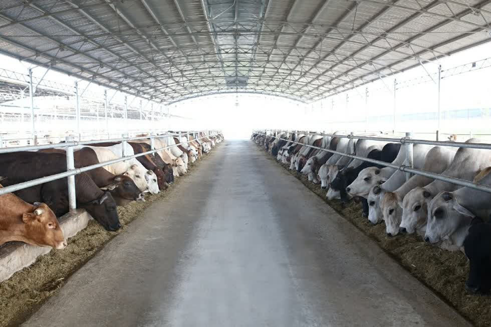 Chủ tịch Trần Đình Long khẳng định tại thị trường Việt Nam hiện nay, cứ 2 con bò Úc thì có một con của Hòa Phát, chiếm 50% thị phần cung ứng bò Úc cả nước. Ảnh: HP