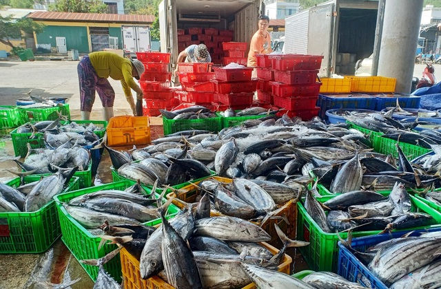   Nhiều ngày qua, hàng loạt tàu cá Khánh Hòa trúng đậm cá ngừ sọc dưa. Ảnh: Dân Trí.  