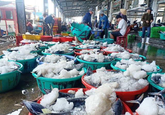   Ngư dân nhộn nhịp bán cá ngừ sọc dưa tại cảng cá Hòn Rớ (TP.Nha Trang, Khánh Hòa). Ảnh: Dân Trí.  