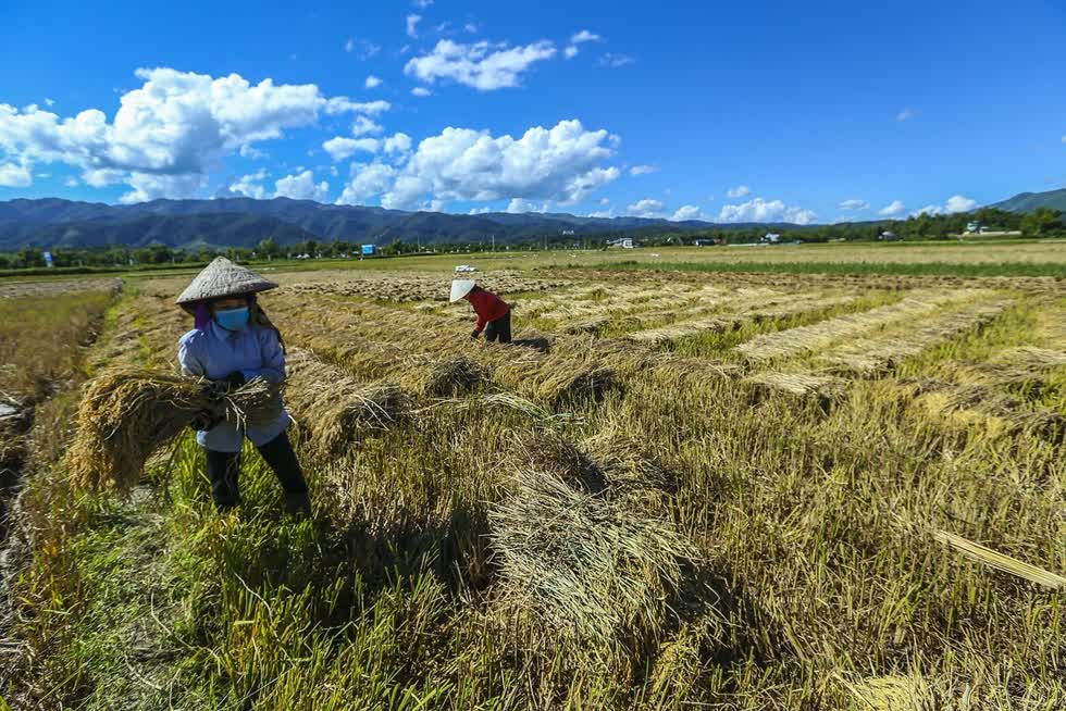 Xuất khẩu gạo Thái Lan hưởng lợi từ thuế 0% của Brazil