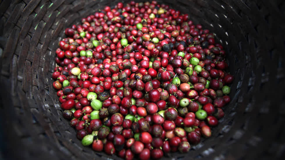 Nguồn cung thấp kéo đà tăng giá cà phê thế giới