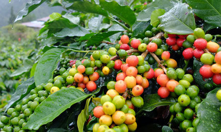 Giá cà phê thế giới biến động trái chiều trên 2 sàn giao dịch chính