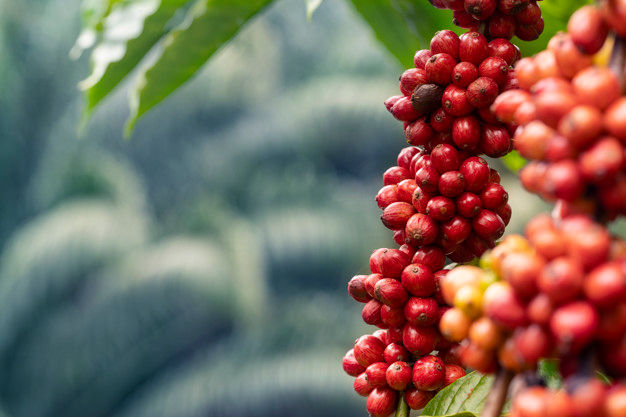 Nhu cầu tiêu thụ tăng cao dịp cuối năm đang hỗ trợ giá cà phê 