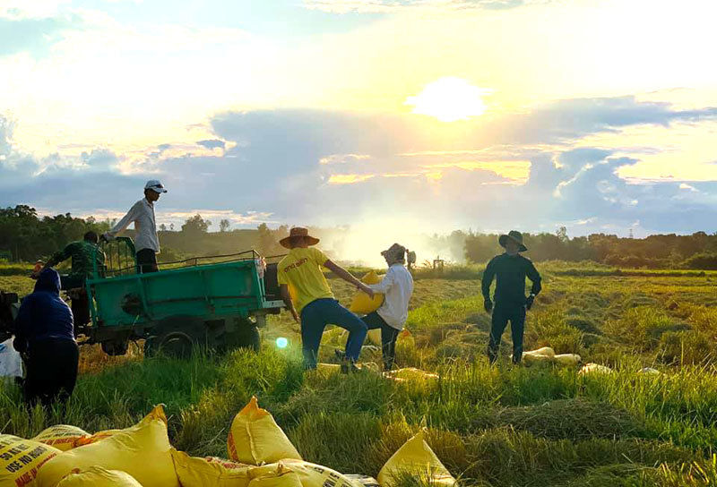 Trúng mùa lớn, giá gạo xuất khẩu của Việt Nam đang cao nhất thế giới