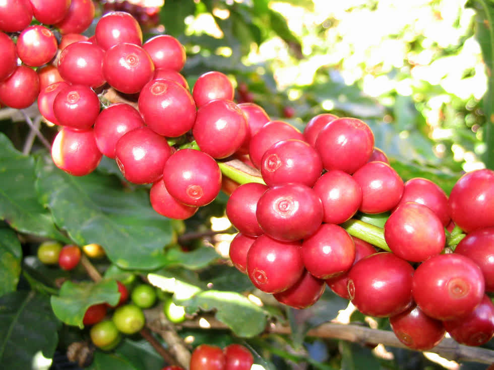 Giá cà phê Đắk Lắk cao nhất vùng
