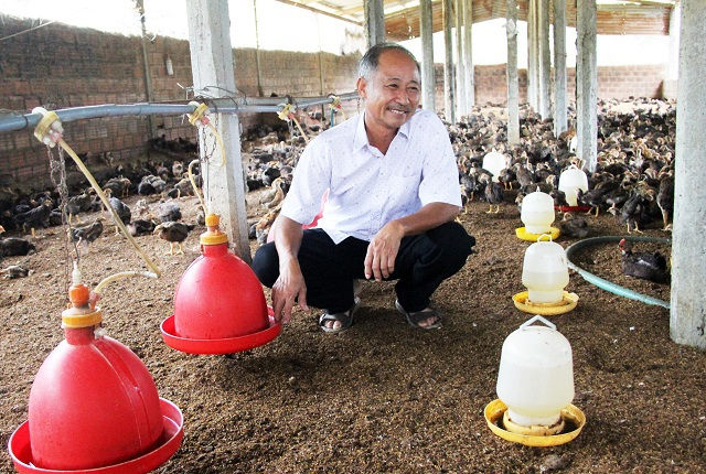 Ông Mai Văn Rõ nuôi gà quy mô 30.000 còn lo lắng khi giá gà giảm do ảnh hưởng của COVID-19.