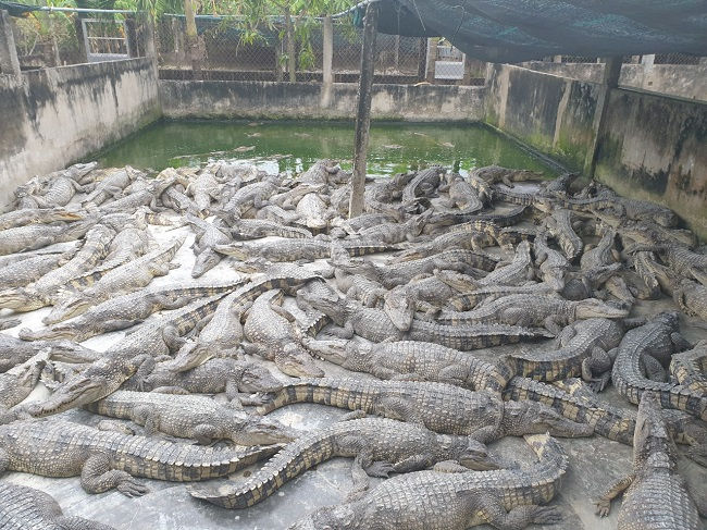 Hàng nghìn con cá sấu bị bỏ đói nằm đè lên nhau.
