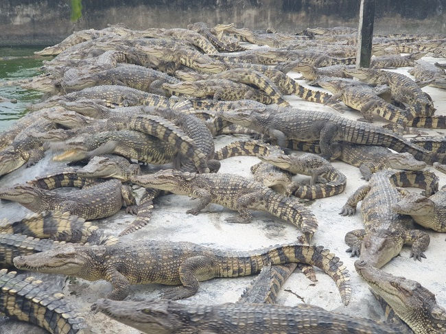 Mỗi con cá sấu nếu bán với giá hiện tại sẽ lỗ gần 1 triệu đồng.