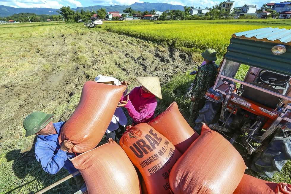 Gạo xuất khẩu Thái Lan giảm còn 510 - 516 USD/tấn
