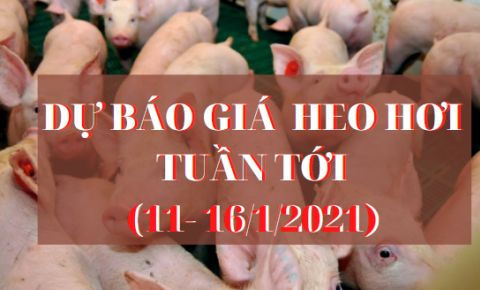 Giá heo hơi đạt 85.000 đồng/kg trong tuần tới?