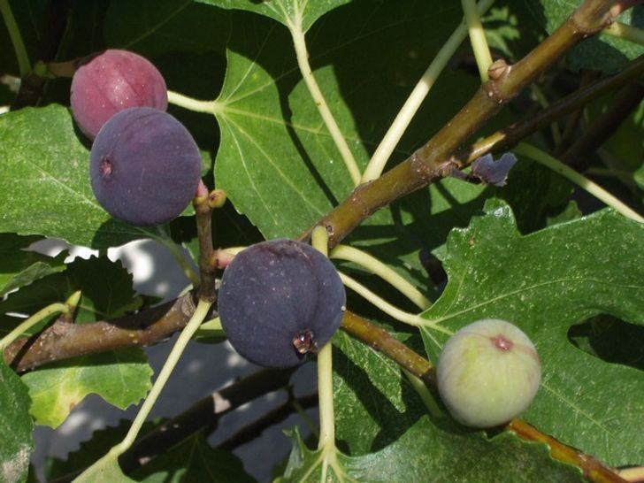8 loại cây ăn quả tốt nhất có thể trồng ở nhà
