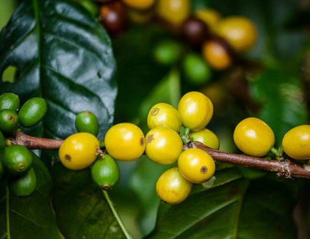 Nhiều hợp đồng tương lai của cà phê tăng mạnh