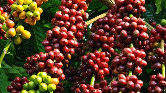 Giá cà phê Tây Nguyên lên mức 32.300 đồng/kg, xuất khẩu cà phê lạc quan trong năm 2021