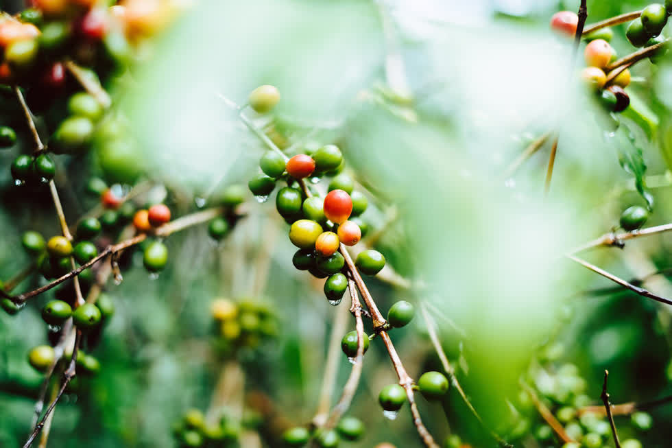 Việt Nam đã thu hoạch được 70% sản lượng cà phê niên vụ 2020/21