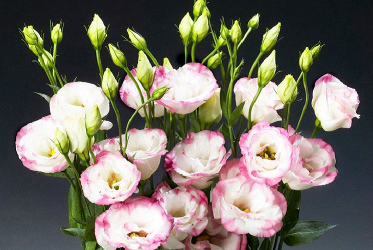 Nếu chọn hoa để chưng bình bạn nên chọn bó nào có hoa đều ở trên