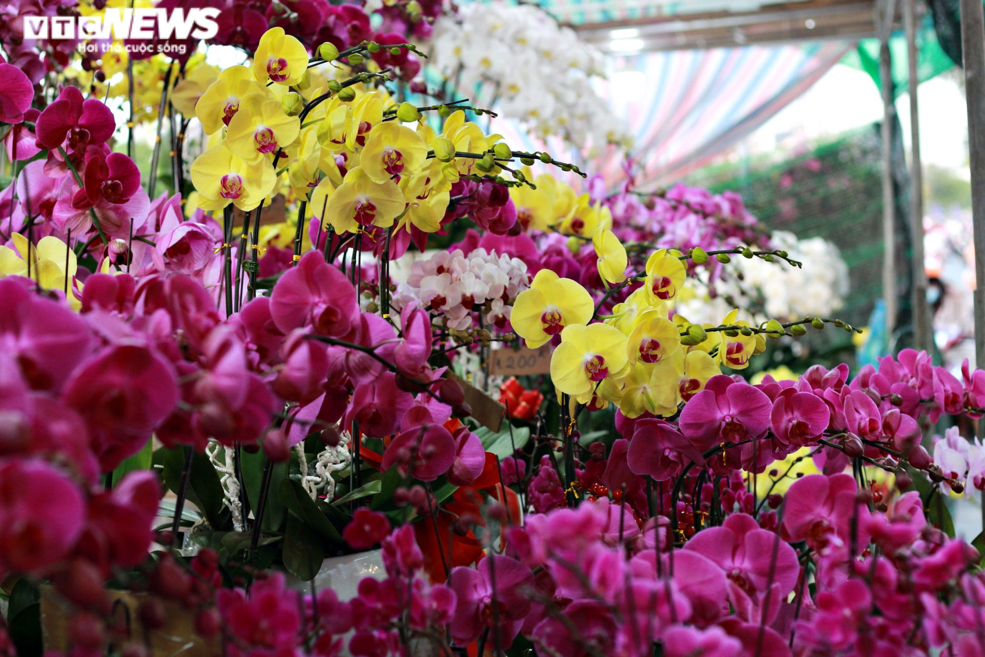 Ảnh: Rực rỡ chợ hoa 'Trên bến, dưới thuyền' ở Sài Gòn - 9