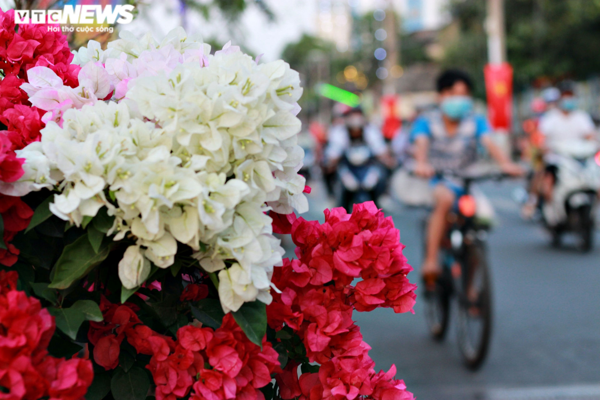 Ảnh: Rực rỡ chợ hoa 'Trên bến, dưới thuyền' ở Sài Gòn - 10