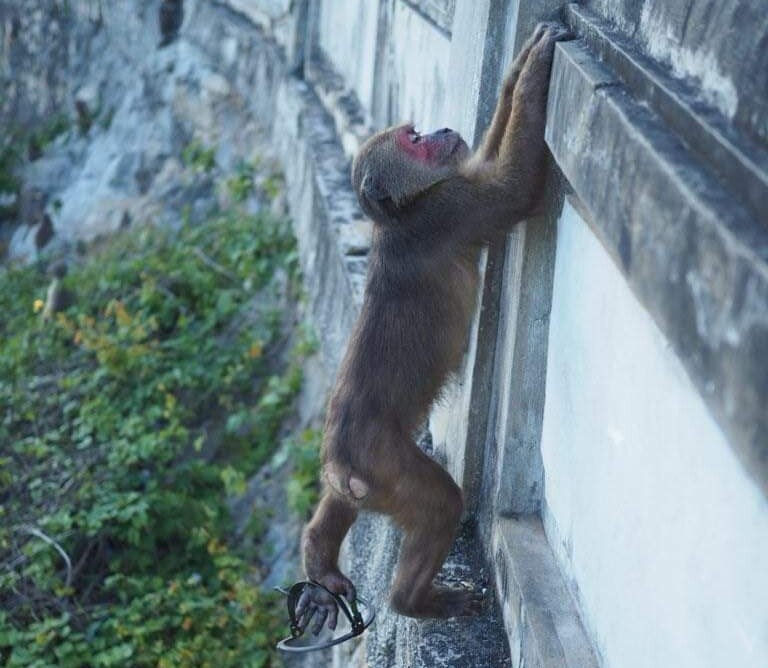 Ảnh: Chú khỉ đau đớn bỏ lại bàn chân trên chiếc bẫy sắt ở Sơn Trà - 1