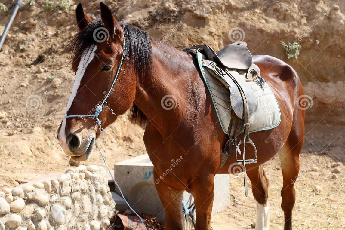 horse-lives-farm-bedouin-village-negev-desert-southern-israel-large-herd-horses-163543896(1).jpeg