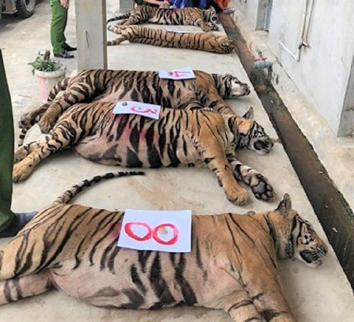 Vì sao 8 con hổ công an thu giữ từ nhà dân bị chết? - 1