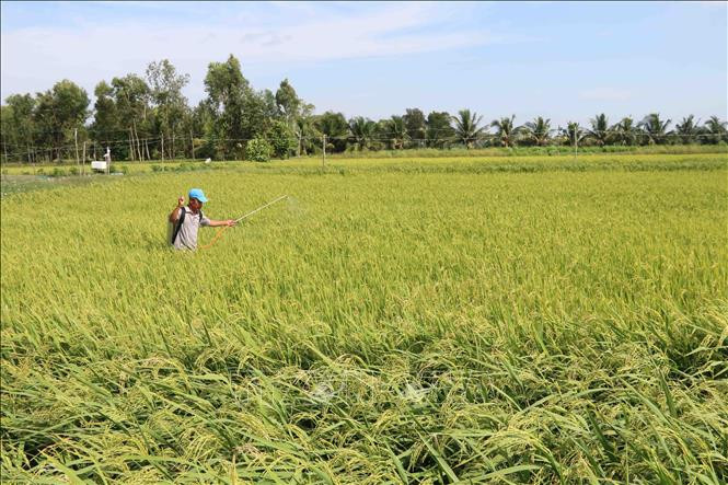 Kiến nghị giảm đất trồng lúa, tăng đất ở tại TP.HCM - Ảnh 1.