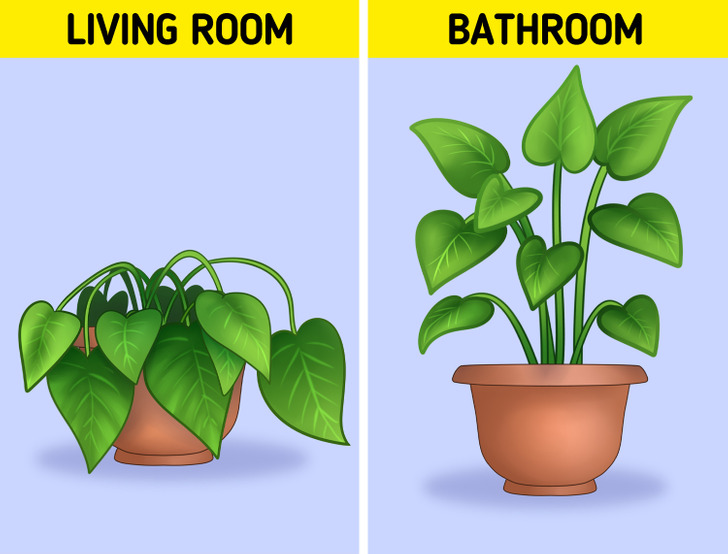 9 lý do tại sao cây trồng trong nhà không phát triển mạnh mẽ - Ảnh 3.