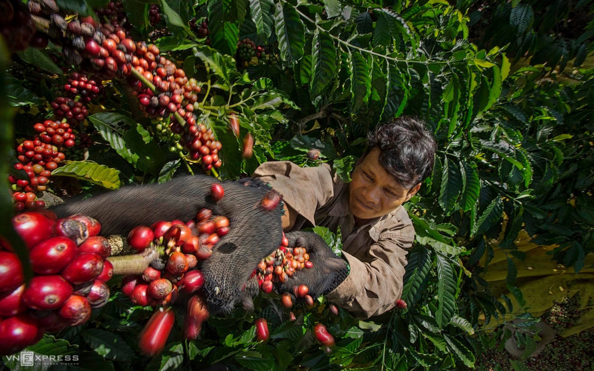 Xuất khẩu cà phê, hồ tiêu của Việt Nam khởi sắc trong tháng 10