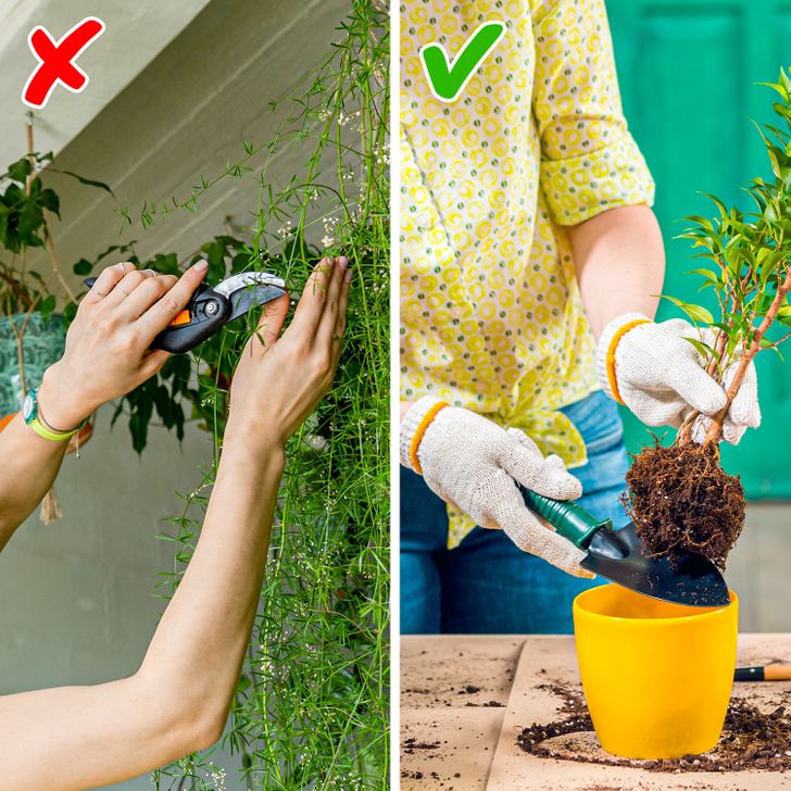 10 loại cây chúng ta nên tránh khi trồng trong nhà - Ảnh 3.
