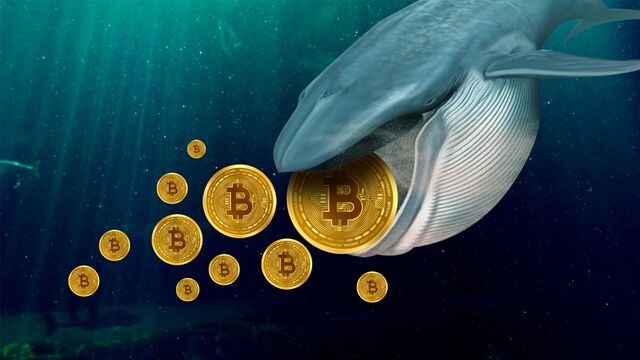 Cá voi Bitcoin là gì? Những điều cần biết về cá voi Bitcoin - Ảnh 1.