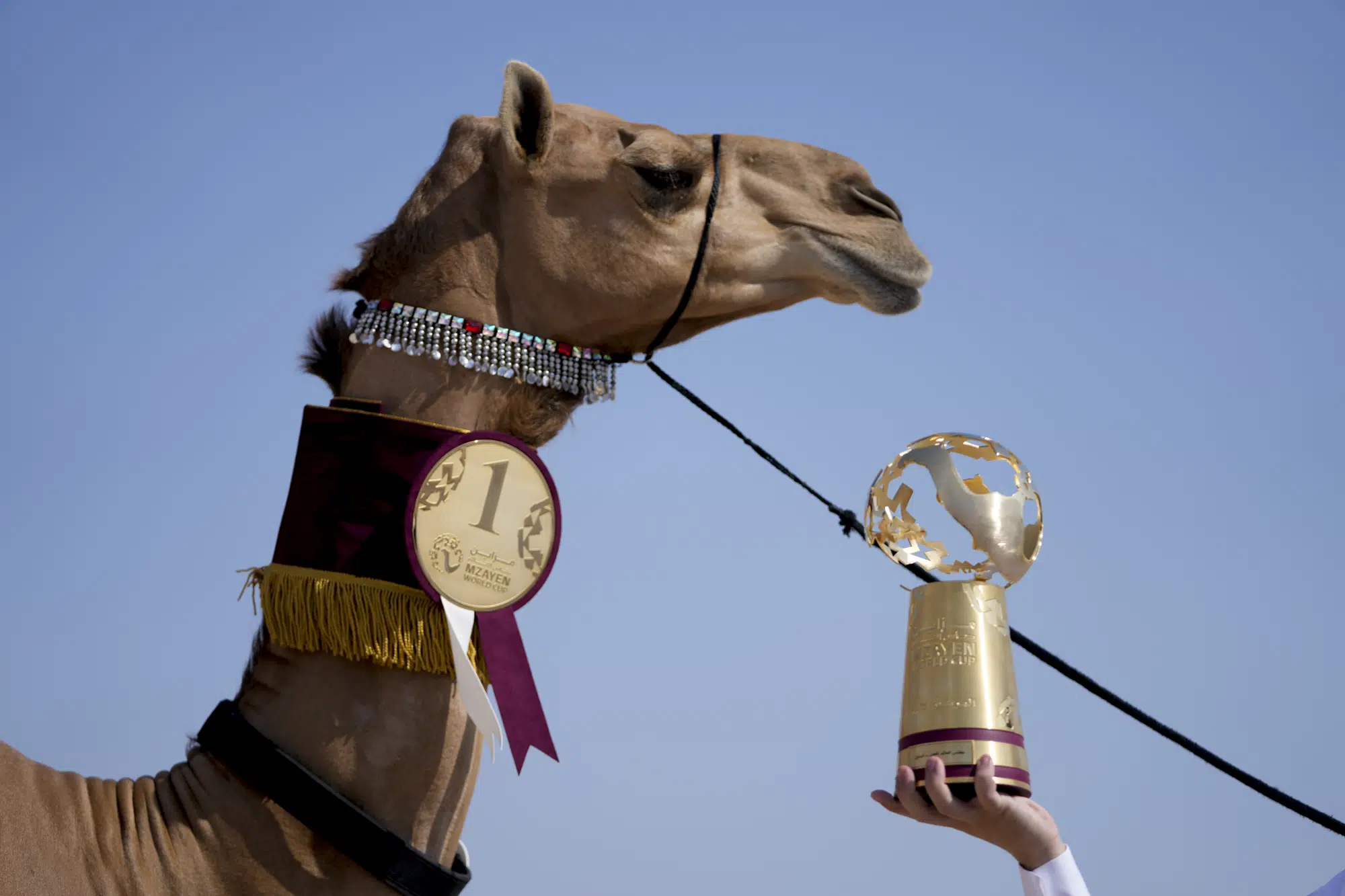Cuộc thi lạc đà Qatar thu hút du khách bên lề World Cup - Ảnh 1.