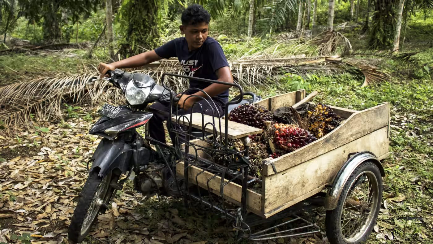 Lệnh cấm dầu cọ của Indonesia đe dọa lạm phát lương thực toàn cầu - Ảnh 2.