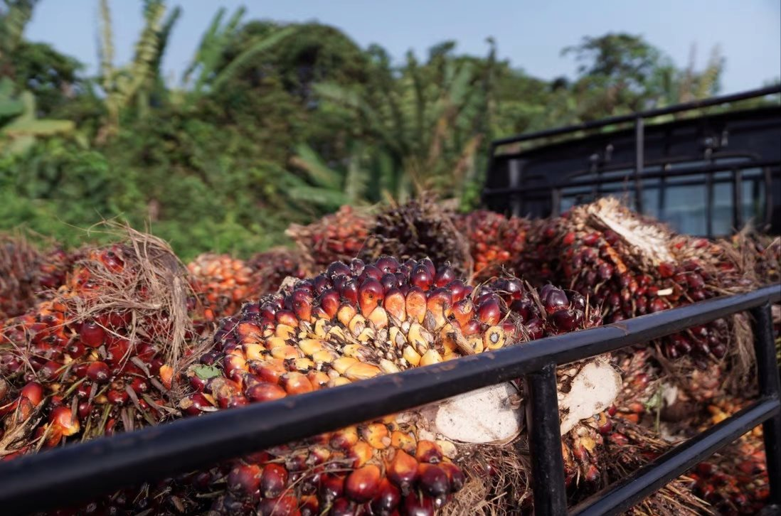 Lệnh cấm dầu cọ của Indonesia đe dọa lạm phát lương thực toàn cầu - Ảnh 1.