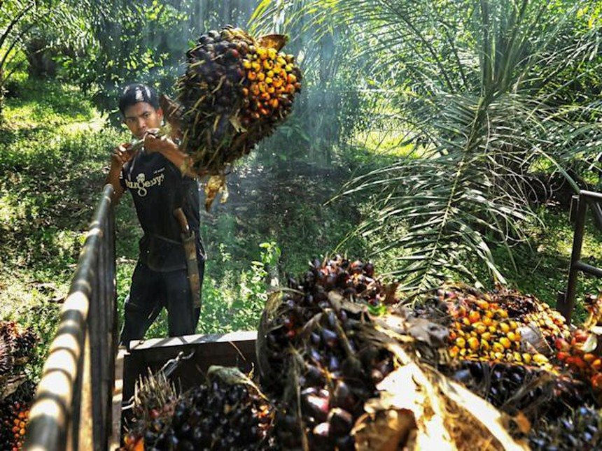 Indonesia áp đặt lệnh cấm xuất khẩu tất cả các sản phẩm dầu cọ bắt đầu từ ngày 28/4 - Ảnh 3.