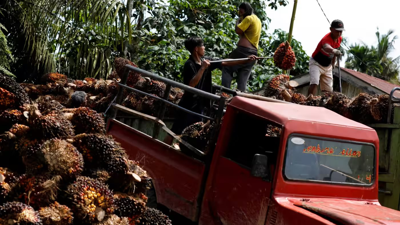 Indonesia áp đặt lệnh cấm xuất khẩu tất cả các sản phẩm dầu cọ bắt đầu từ ngày 28/4 - Ảnh 1.