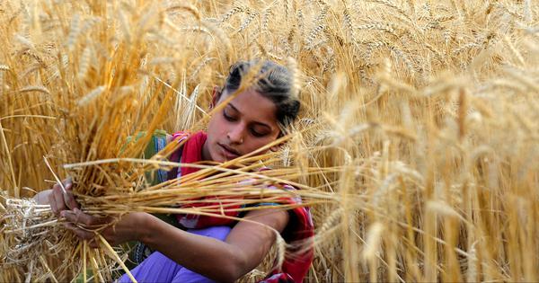 Người Ấn Độ tranh cãi sau khi chính phủ 'quay xe' cấm xuất khẩu lúa mì - Ảnh 5.