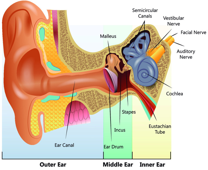 Tại sao bạn nên ngừng vệ sinh tai bằng tăm bông và cách để thay thế - Ảnh 4.