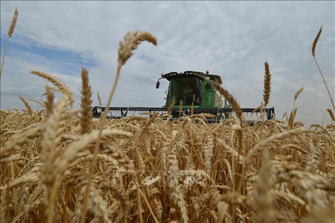 Giá lúa mì tăng cao khi Nga tuyên bố chỉ bán nông sản sang 'các nước thân thiện' - Ảnh 2.