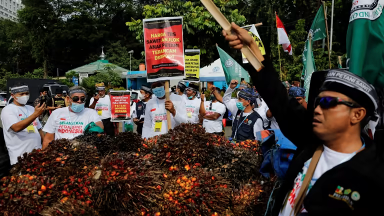 Tương lai đầy ảm đạm của nông dân trồng dầu cọ Indonesia - Ảnh 2.