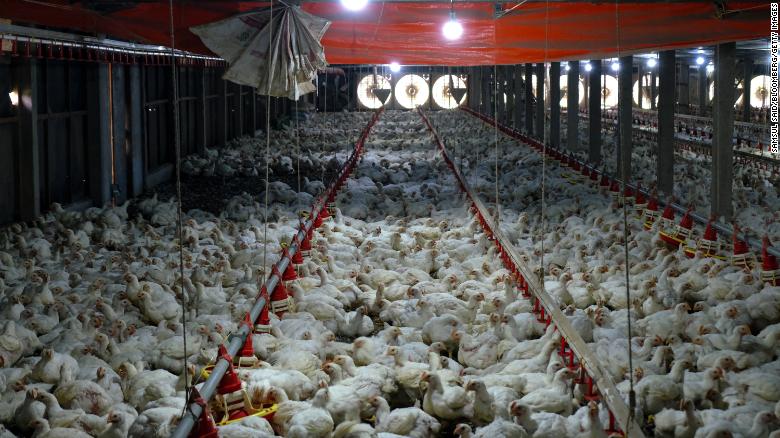 Cuộc 'khủng hoảng cơm gà' ở Singapore là dấu hiệu mới nhất về tình trạng thiếu lương thực toàn cầu  - Ảnh 3.