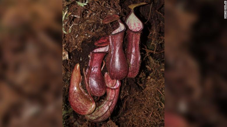Lần đầu tiên phát hiện thực vật ăn thịt bẫy con mồi dưới lòng đất - Ảnh 1.