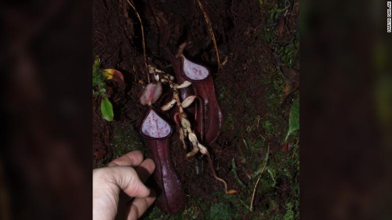 Lần đầu tiên phát hiện thực vật ăn thịt bẫy con mồi dưới lòng đất - Ảnh 2.
