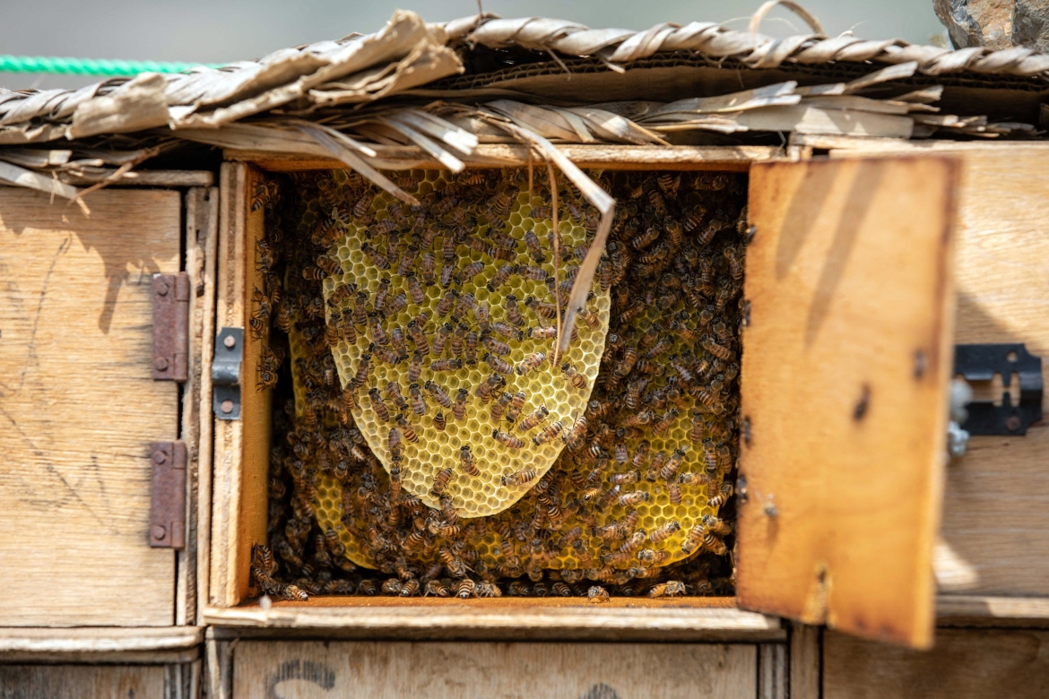 Chiến tranh và biến đổi khí hậu đã làm cho loại mật ong 'tốt nhất thế giới' của Yemen dần biến mất - Ảnh 6.