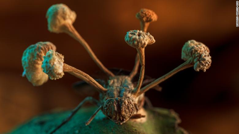 Hình ảnh con ruồi bị nhiễm nấm 'thây ma' giành chiến thắng trong cuộc thi ảnh sinh thái - Ảnh 1.