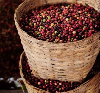 Xuất khẩu cà phê sang Mỹ giảm nhẹ về lượng, tăng mạnh về giá trị - Ảnh 1.